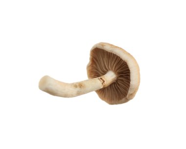 Taze yaban pioppini mantarı beyaza izole edilmiş.