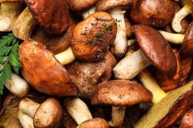 Arka plan olarak taze, kaygan Jack mantarları, üst görünüm