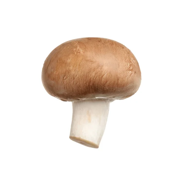 Färsk Vild Champignon Svamp Isolerad Vit — Stockfoto