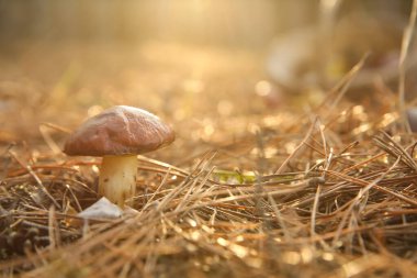 Ormanda yetişen kahverengi mantar, yakın plan.