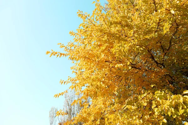 Hermoso Árbol Con Hojas Amarillas Contra Cielo Azul Temporada Otoño —  Fotos de Stock