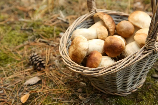 Cesta Llena Hongos Porcini Frescos Bosque Primer Plano — Foto de Stock