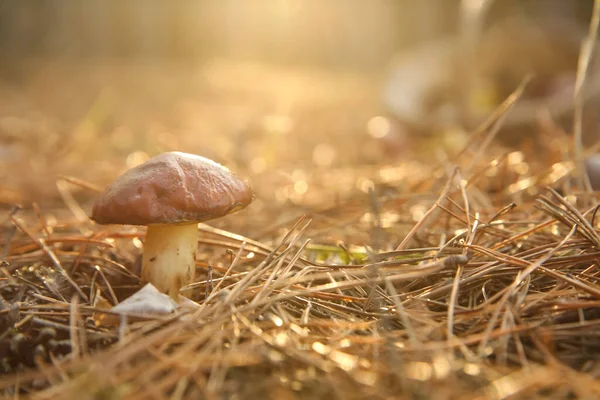 Ormanda yetişen kahverengi mantar, yakın plan.
