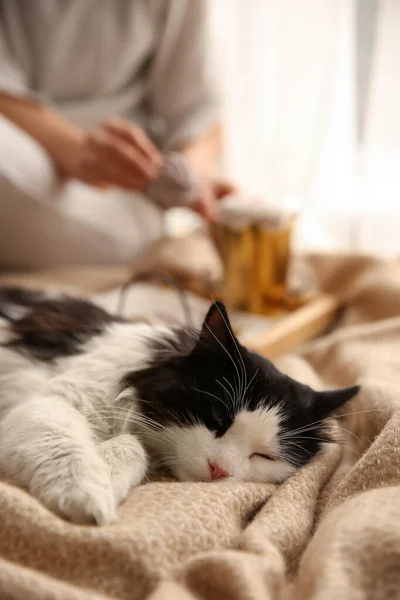 可爱的长毛猫 靠近女人躺在房间里的毛毯上 — 图库照片
