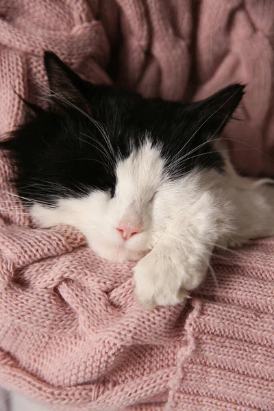 Woman Holding Adorable Long Haired Cat Closeup — Stock Photo, Image