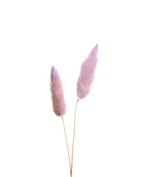 Piękne Przetargu Suszone Kwiaty Białym Tle — Zdjęcie stockowe