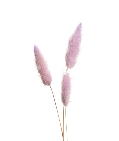 白色背景的美丽娇嫩干枯的花朵 — 图库照片