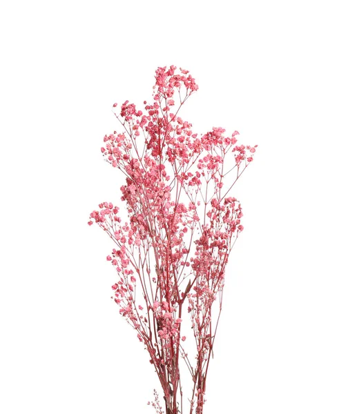 Mooie Tedere Gedroogde Bloemen Witte Achtergrond — Stockfoto