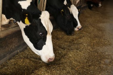 Çiftlikte saman yiyen güzel inekler. Hayvancılık.