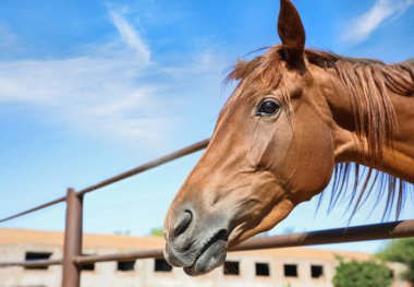 Güneşli bir günde çitlerin orada kestane at, yakın plan. Güzel hayvan.