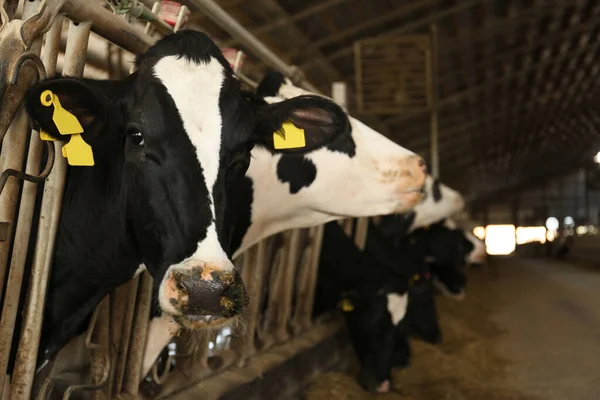 Hübsche Kuh Der Nähe Von Zaun Auf Bauernhof Nahaufnahme Tierhaltung — Stockfoto