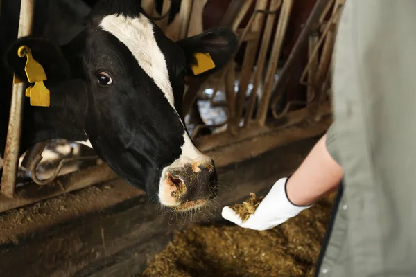 Arbeiter Füttert Kuh Mit Heu Auf Bauernhof Nahaufnahme Tierhaltung — Stockfoto