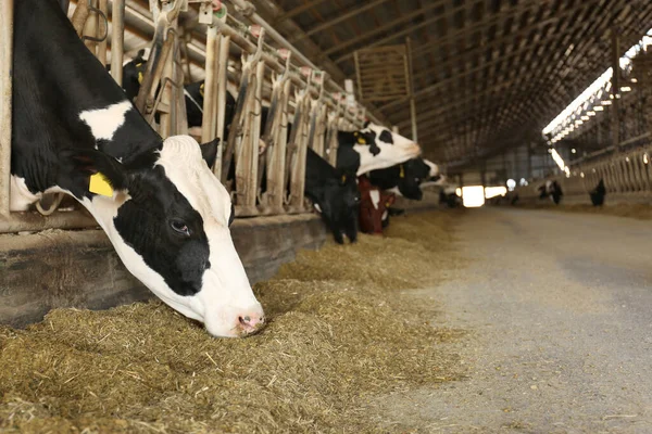 Bonita Vaca Comendo Feno Fazenda Espaço Para Texto Criação Animais — Fotografia de Stock
