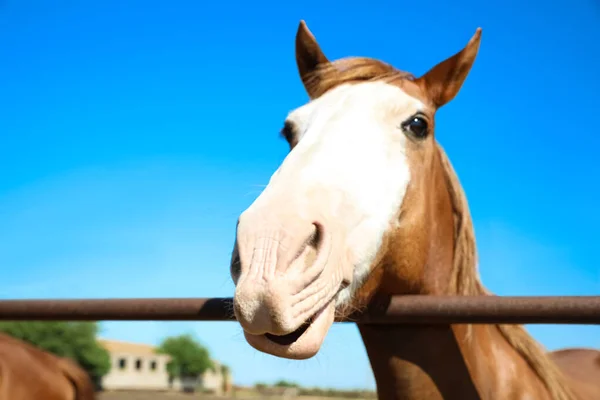 Cavalo Castanho Cerca Livre Dia Ensolarado Close Belo Animal Estimação — Fotografia de Stock