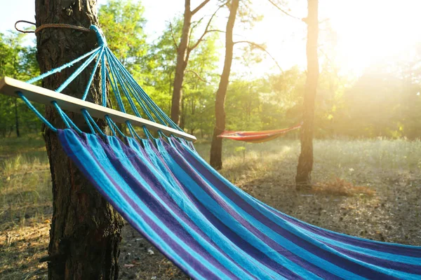Empty Comfortable Blue Hammock Hanging Forest — Stock Photo, Image