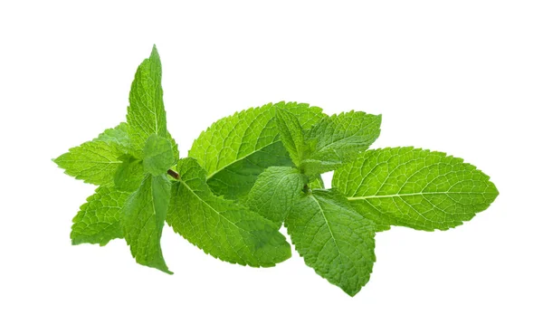 Hojas Menta Verde Fresca Sobre Fondo Blanco —  Fotos de Stock