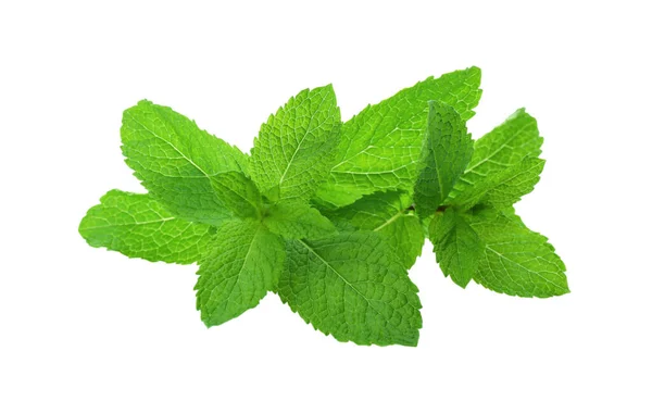 Hojas Menta Verde Fresca Sobre Fondo Blanco — Foto de Stock