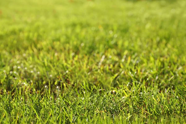 Saftig Grünes Gras Wächst Auf Rasen Freien — Stockfoto