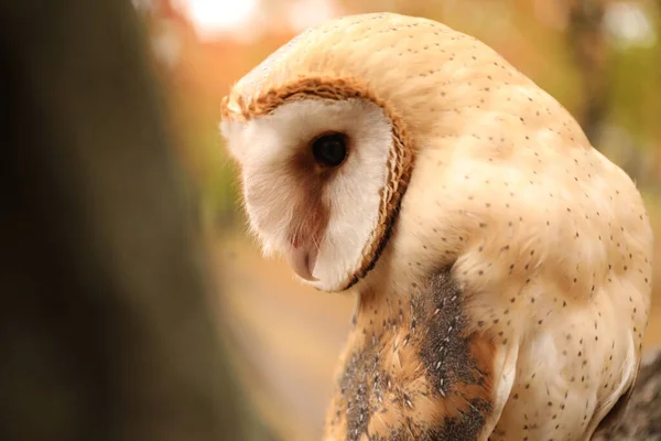 美しい一般的な納屋のフクロウ屋外 獲物の鳥 ストック写真