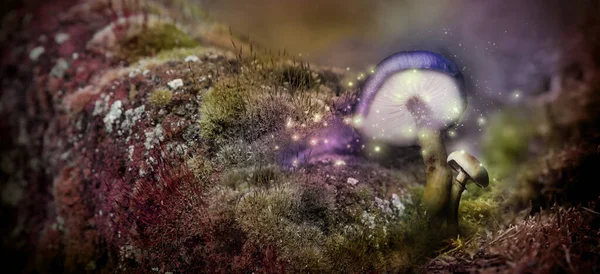 Mundo Fantasia Cogumelos Com Luzes Mágicas Floresta Encantada Design Banner — Fotografia de Stock