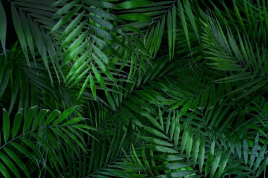 Arkaplan Olarak Birçok Parlak Yeşil Tropikal Yapraklar