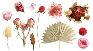 Set with beautiful dry flowers on white background, banner design clipart