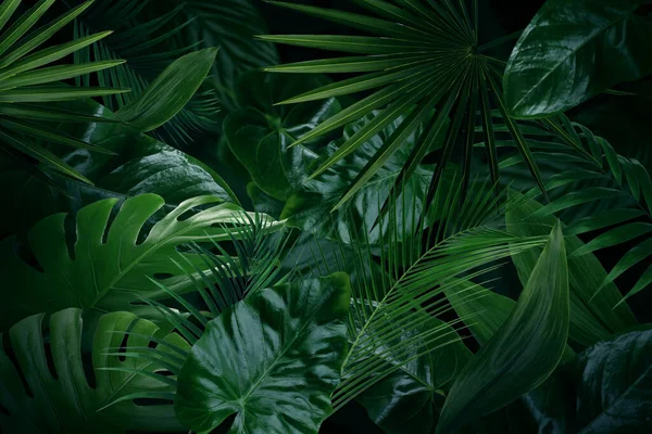 Багато Яскраво Зелених Тропічних Листя Фон — стокове фото