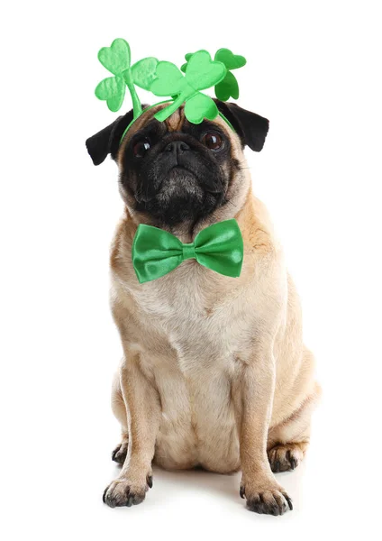 Cute Pug Dog Clover Headband Bow Tie White Background Patrick — Stock Photo, Image
