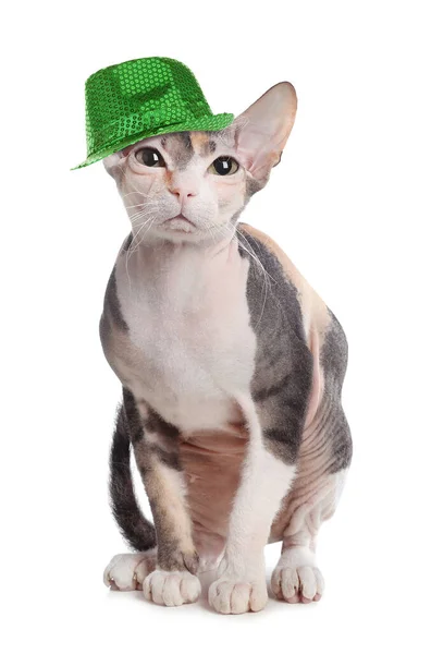 Cute Sphynx Cat Leprechaun Hat White Background Patrick Day — Stock Photo, Image