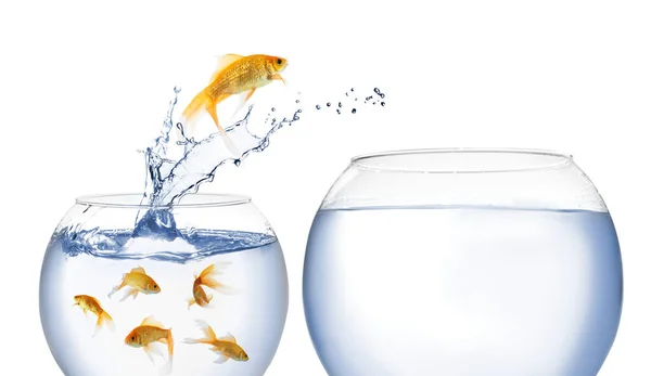 Beautiful Goldfish Jumping Out Water White Background — Stock Photo, Image