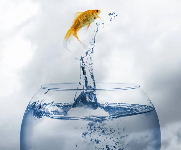 Beautiful Goldfish Jumping Out Water Cloudy Sky Royalty Free Stock Images