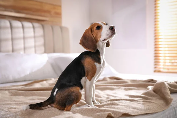 Cute Beagle puppy on bed at home. Adorable pet