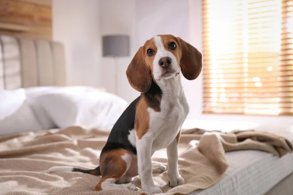 Evdeki Yatakta Tatlı Bir Beagle Yavrusu Sevimli Hayvan — Stok fotoğraf
