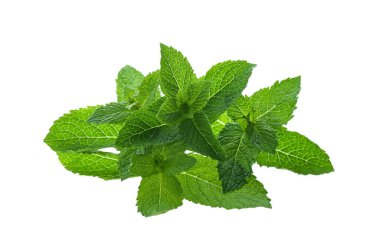Beyaz arkaplanda taze yeşil nane yaprakları