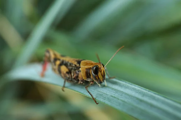 Sauterelle Commune Sur Feuille Verte Extérieur Insecte Sauvage — Photo