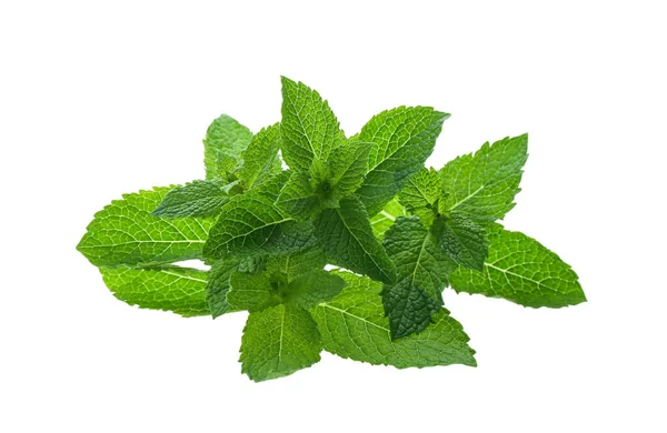 Fresh Green Mint Leaves White Background — Stock Photo, Image