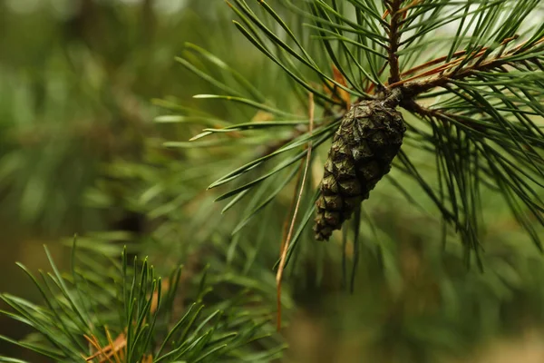 Cône Poussant Sur Une Branche Pin Extérieur Gros Plan — Photo