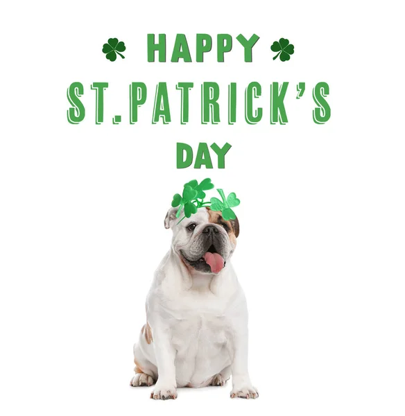 Happy St. Patrick\'s Day. Cute English bulldog with clover headband on white background