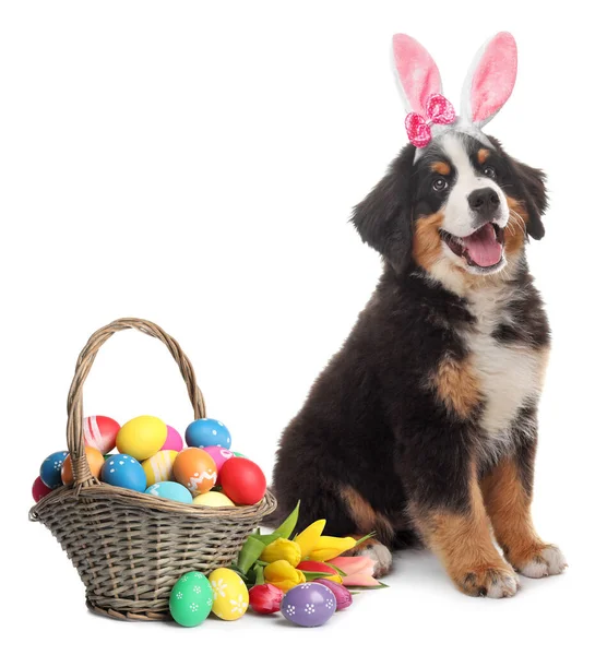 Colorful Easter Eggs Cute Dog Bunny Ears Headband White Background — Stock Photo, Image