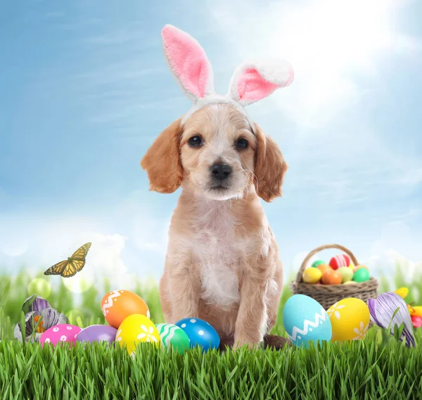 Colorful Easter Eggs Cute Dog Bunny Ears Headband Outdoors — Stock Photo, Image