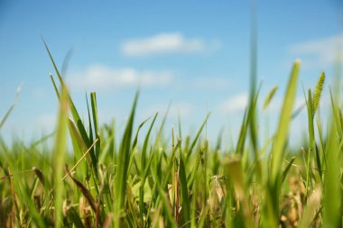 Güneşli bir günde çimenler çimenlikte, yakın plan