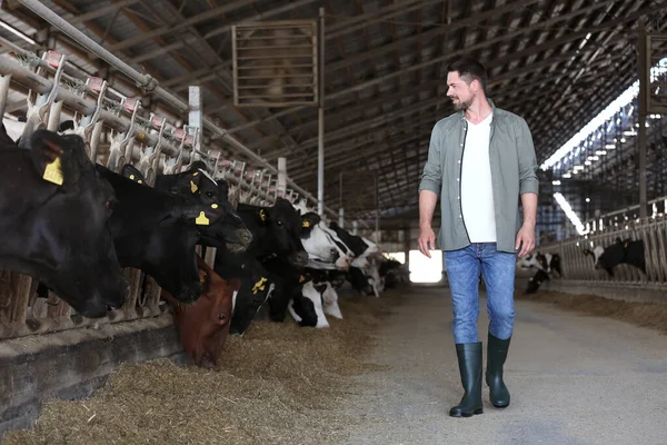 Man Cowshed Boerderij Veehouderij — Stockfoto