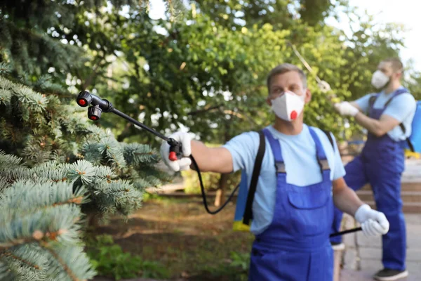 Trabalhadores Que Pulverizam Pesticidas Árvores Livre Controlo Pragas — Fotografia de Stock