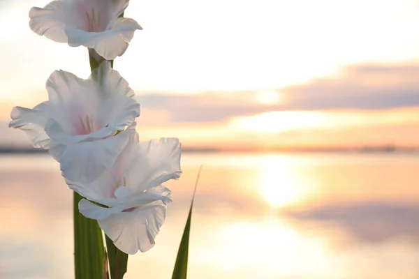 Schöne Weiße Gladiolenblüten Gegen Den Fluss Bei Sonnenuntergang Platz Für — Stockfoto