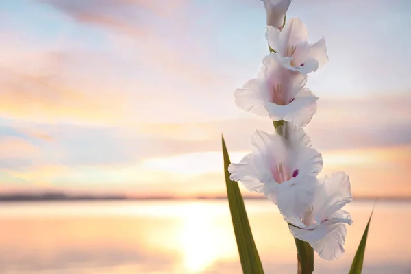 Schöne Weiße Gladiolenblüten Gegen Den Fluss Bei Sonnenuntergang Platz Für — Stockfoto