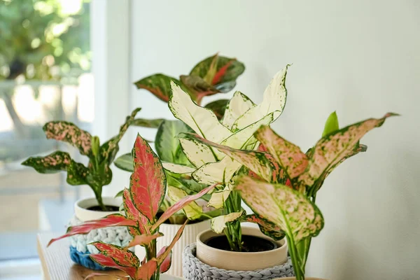 Different Indoor Plants Window Room Closeup — Stock Photo, Image