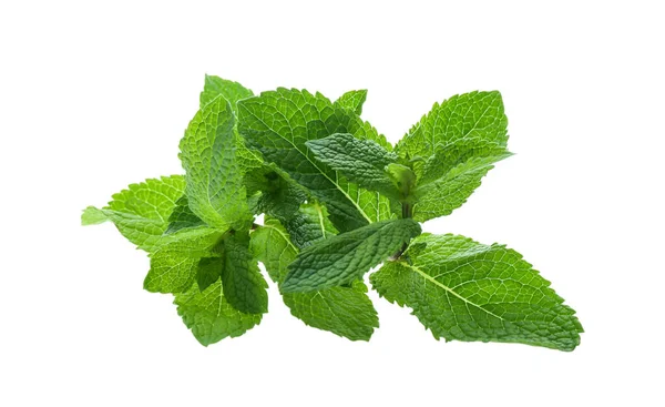 Hojas Menta Verde Fresca Sobre Fondo Blanco — Foto de Stock