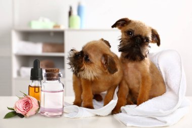 Hayvanlar için Aromaterapi. Temel yağlar ve Brüksel Griffon köpekleri masada