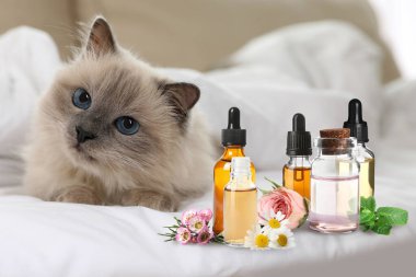 Hayvanlar için Aromaterapi. Gerekli yağlar ve yatakta sevimli bir kedi.