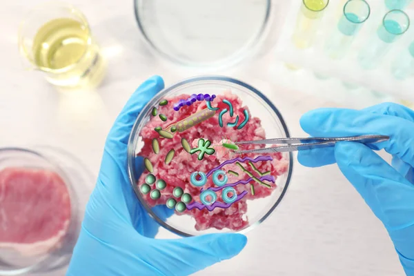 Forskare Som Håller Petri Skålen Med Köttfärs Och Mikrober Över — Stockfoto